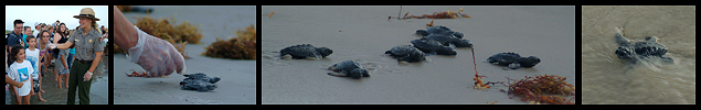 (July 3, 2011) Kemp's Ridley Sea Turtle Release - North Padre Island